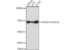 Western blot analysis of extracts of various cell lines, using TNFR2/TNFRSF1B antibody (ABIN7271070) at 1:1000 dilution. (TNFRSF1B 抗体)
