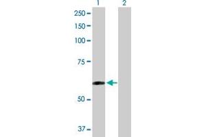 Western Blot analysis of TAPBPL expression in transfected 293T cell line by TAPBPL MaxPab polyclonal antibody.