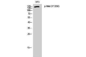 Western Blotting (WB) image for anti-Met Proto-Oncogene (MET) (pTyr1356) antibody (ABIN3182207) (c-MET 抗体  (pTyr1356))