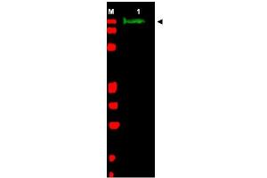 Image no. 1 for anti-Slit Homolog 2 (Drosophila) (SLIT2) (AA 484-500) antibody (ABIN401286) (SLIT2 抗体  (AA 484-500))