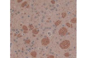 IHC-P analysis of Kidney tissue, with DAB staining. (PLA2G2D 抗体  (AA 20-134))
