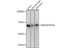 Western blot analysis of extracts of various cell lines, using HSP60/HSPD1 Rabbit mAb (ABIN1680746, ABIN3015220, ABIN3015221 and ABIN7101321) at 1:1000 dilution.