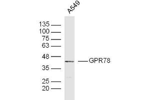 A549 lysates probed with GPR78 Polyclonal Antibody, Unconjugated  at 1:300 dilution and 4˚C overnight incubation. (GPR78 抗体  (AA 201-300))