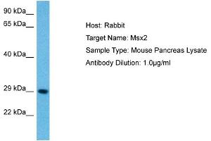 Host: Mouse Target Name: MSX2 Sample Tissue: Mouse Pancreas Antibody Dilution: 1ug/ml (Msx2/Hox8 抗体  (N-Term))