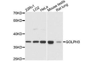 Western blot analysis of extracts of various cell lines, using GOLPH3 antibody. (GOLPH3 抗体  (AA 1-298))
