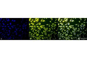 Immunofluorescence (fixed cells) (IF/ICC) image for anti-Calnexin (CANX) (C-Term) antibody (FITC) (ABIN2481641)