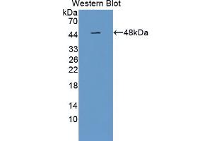 Western blot analysis of the recombinant protein. (PAFAH2 抗体  (AA 1-392))
