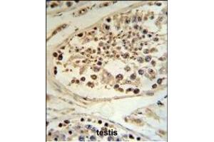 DEK Antibody (C-term) (ABIN653133 and ABIN2842710) IHC analysis in formalin fixed and paraffin embedded human testis tissue followed by peroxidase conjugation of the secondary antibody and DAB staining. (DEK 抗体  (C-Term))