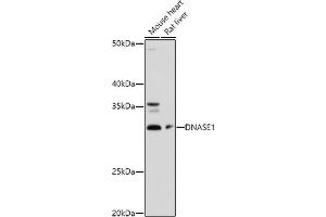 Western blot analysis of extracts of various cell lines, using DN antibody (ABIN3016214, ABIN3016215, ABIN3016216, ABIN1679557 and ABIN6219627) at 1:1000 dilution. (DNASE1 抗体  (AA 22-282))