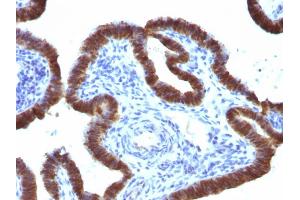 Formalin-fixed, paraffin-embedded human Fallopian Tube stained with ASRGL1 Mouse Monoclonal Antibody (CRASH/1289). (ASRGL1 抗体)