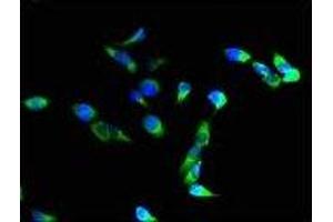 Immunofluorescence (IF) image for anti-Integrin alpha M (ITGAM) (AA 46-150) antibody (ABIN6059572) (CD11b 抗体  (AA 46-150))