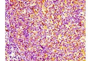 Immunohistochemistry of paraffin-embedded human tonsil tissue using ABIN7153574 at dilution of 1:100 (GM2A 抗体  (AA 32-193))