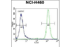 Flow cytometric analysis of NCI-H460 cells (right histogram) compared to a negative control cell (left histogram). (RASSF8 抗体  (N-Term))