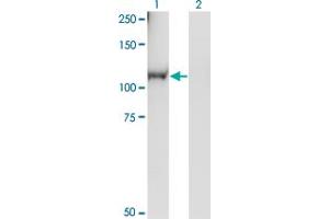 Western Blotting (WB) image for anti-Ral Guanine Nucleotide Dissociation Stimulator-Like 1 (RGL1) (AA 2-109) antibody (ABIN565016)