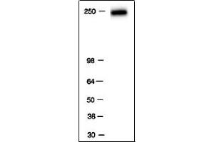 RNA pol II antibody tested by Western blot.