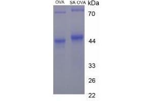Image no. 1 for Sialic Acid (SA) protein (Ovalbumin) (ABIN1880163) (Sialic Acid Protein (SA) (Ovalbumin))