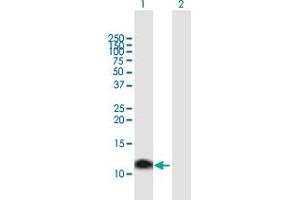 Western Blot analysis of MT1A expression in transfected 293T cell line by MT1A MaxPab polyclonal antibody. (MT1A 抗体  (AA 1-61))