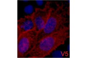 Immunofluorescence staining of 293 cells transfected with a V5-tag protein using antibody (Red) and DAPI (Blue). (V5 Epitope Tag 抗体)