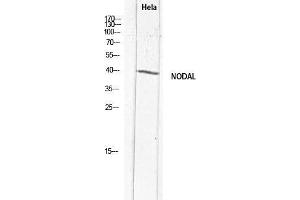 Western Blot (WB) analysis of HeLa lysis using NODAL antibody. (Nodal 抗体)