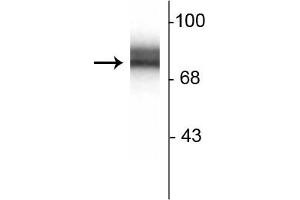 Western blot of 10ug of rat hippocampal  lysate showing specific immunolabeling of the ~78 kDa synapsin I doublet protein.