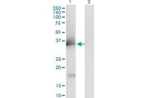 Western Blot analysis of IL1A expression in transfected 293T cell line by IL1A monoclonal antibody (M01), clone 4B8. (IL1A 抗体  (AA 172-271))