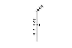 Anti-T Antibody (N-term) at 1:2000 dilution + NCI- whole cell lysate Lysates/proteins at 20 μg per lane. (T Antigen (AA 15-43), (N-Term) 抗体)