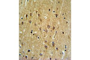 EHD3 Antibody (N-term) (ABIN652345 and ABIN2841577) IHC analysis in formalin fixed and paraffin embedded brain tissue followed by peroxidase conjugation of the secondary antibody and DAB staining. (EHD3 抗体  (N-Term))