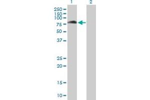 Western Blot analysis of KBTBD7 expression in transfected 293T cell line by KBTBD7 MaxPab polyclonal antibody. (KBTBD7 抗体  (AA 1-684))