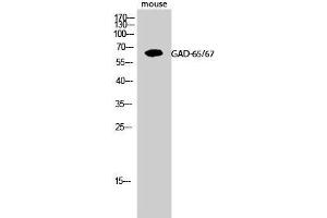 Western Blot (WB) analysis of Mouse cells using GAD-65/67 Polyclonal Antibody. (GAD65+GAD67 (C-Term) 抗体)