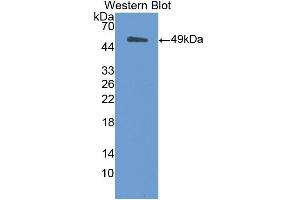 Western blot analysis of the recombinant protein. (MSE 抗体  (AA 3-434))