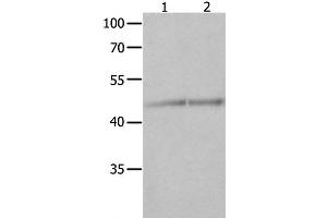 Western Blot analysis of Jurkat and K562 cell using NCK1 Polyclonal Antibody at dilution of 1:600 (NCK1 抗体)