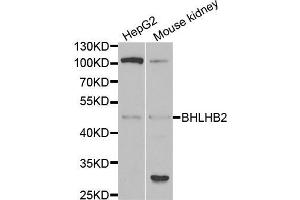 Western blot analysis of extracts of various cell lines, using BHLHE40 antibody (ABIN5973918) at 1/1000 dilution. (BHLHE40 抗体)