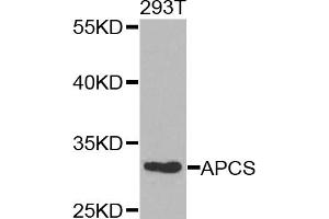 Western blot analysis of extracts of 293T cells, using APCS antibody (ABIN5971040) at 1/1000 dilution. (APCS 抗体)