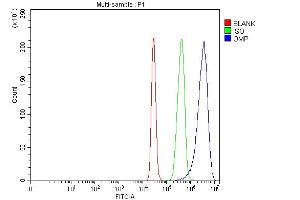 Flow Cytometry analysis of 293T cells using anti-OMP antibody (ABIN7601711). (OMP 抗体  (AA 43-163))