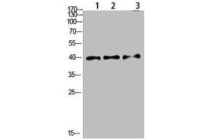 Western Blot analysis of 1,mouse-lung 2,mouse-brain 3,mouse-spleen cells using primary antibody diluted at 1:500(4 °C overnight). (Tropomyosin 抗体  (AA 101-150))