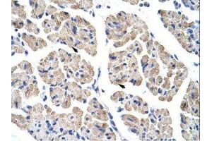 Image no. 1 for anti-T-Cell Leukemia Homeobox 2 (TLX2) (C-Term) antibody (ABIN202158) (TLX2 抗体  (C-Term))