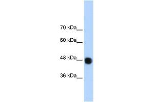 WB Suggested Anti-DAZAP1 Antibody Titration:  1. (DAZAP1 抗体  (C-Term))