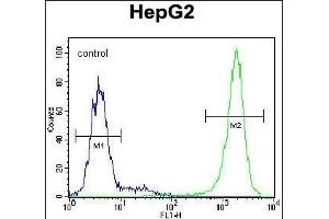 TIGD3 Antibody (C-term) (ABIN654995 and ABIN2844630) flow cytometric analysis of HepG2 cells (right histogram) compared to a negative control cell (left histogram). (TIGD3 抗体  (C-Term))