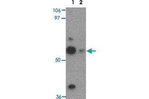 Western blot analysis of TEKT5 in NIH/3T3 cell lysate with TEKT5 polyclonal antibody  at 0. (TEKT5 抗体  (Internal Region))