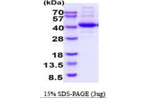 SDS-PAGE (SDS) image for CD90 (THY1) (AA 20-130) protein (His tag) (ABIN6387868) (CD90 Protein (THY1) (AA 20-130) (His tag))