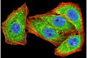 Immunofluorescence (IF) image for anti-Glutamate Receptor, Ionotropic, N-Methyl D-Aspartate 2B (GRIN2B) (AA 27-163) antibody (ABIN5611338)