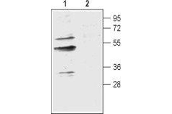 AQP9 抗体  (Intracellular, N-Term)