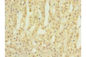 Immunohistochemistry of paraffin-embedded human adrenal gland tissue using ABIN7145628 at dilution of 1:100 (LOH12CR1 抗体  (AA 1-196))
