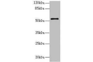 Western blot All lanes: NLE1 antibody at 1. (NLE1 抗体  (AA 206-485))