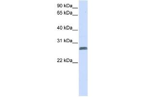 TMEM51 antibody used at 1 ug/ml to detect target protein. (TMEM51 抗体  (N-Term))