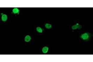 Anti-ELK3 mouse monoclonal antibody (ABIN2455035) immunofluorescent staining of COS7 cells transiently transfected by pCMV6-ENTRY ELK3 (RC203114). (ELK3 抗体)