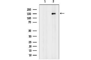 anti-Contactin Associated Protein-Like 2 (CNTNAP2) (C-Term) antibody