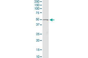 ACADM MaxPab rabbit polyclonal antibody. (Medium-Chain Specific Acyl-CoA Dehydrogenase, Mitochondrial (MCAD) (AA 1-421) 抗体)