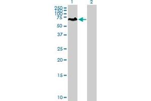 Western Blot analysis of PCM1 expression in transfected 293T cell line by PCM1 MaxPab polyclonal antibody. (PCM1 抗体  (AA 1-530))