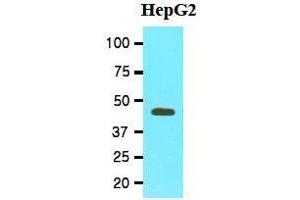 Western Blotting (WB) image for anti-Methionine Adenosyltransferase II, alpha (MAT2A) (AA 1-395), (N-Term) antibody (ABIN356234) (MAT2A 抗体  (N-Term))